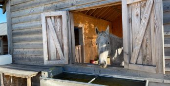 bruma outdoor stable